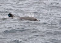 370Flor Bottlenose Dolphin