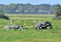 19Amb Elephants in Marsh