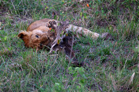 19Mar Lion Cub