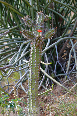 16LP Cactus