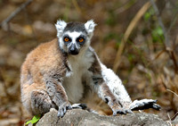 Madagascar:  Off the Beaten Path