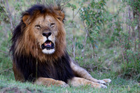 14Mar Male Lion