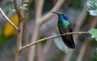 382MV Green Violet-ear Hummingbird