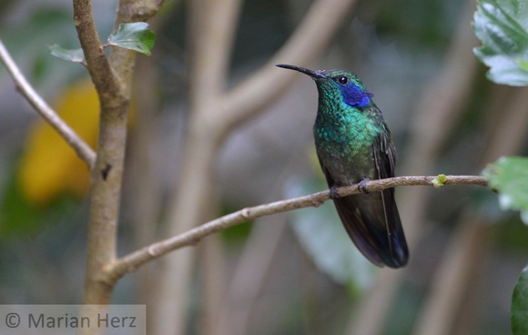 382MV Green Violet-ear Hummingbird