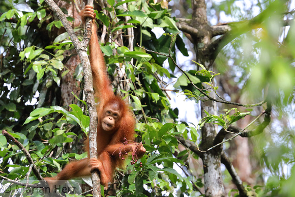 7Sem Bornean Orangutan (28)