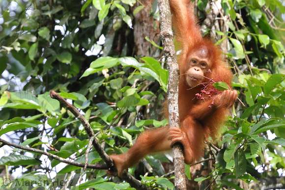 8Sem Bornean Orangutan (25)