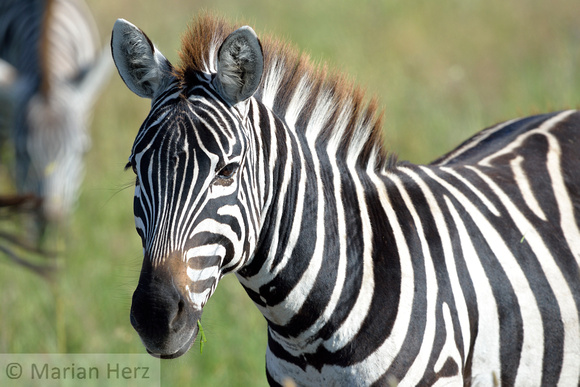 637Ng Common Zebra