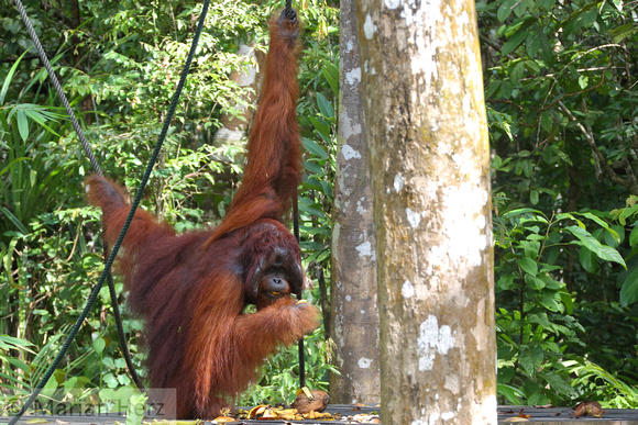 2CSem Bornean Orangutan (55)