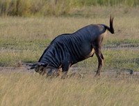 11Amb Blue Wildebeest