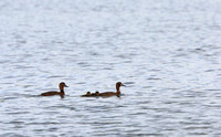 22Sew Greater Scaup with Chicks