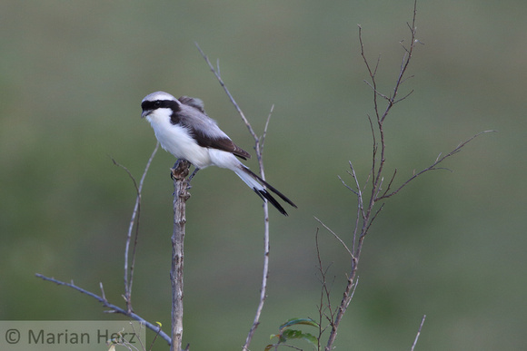 9Mar Grey-backed Fiscal