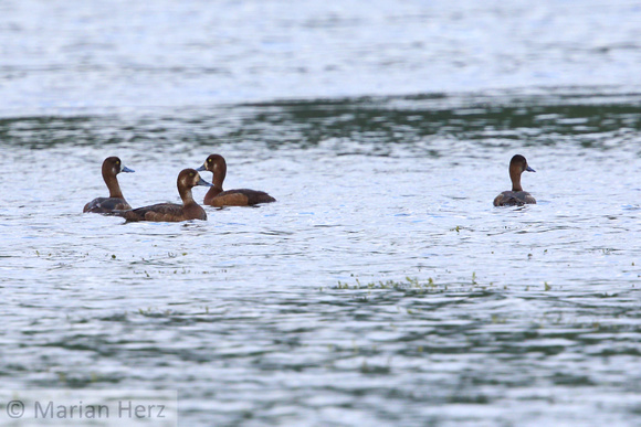 4Sew Greater Scaup
