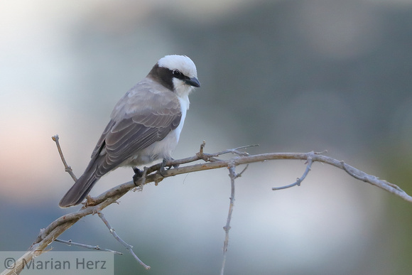 197Khw Southern White-crowned Shrike (1)