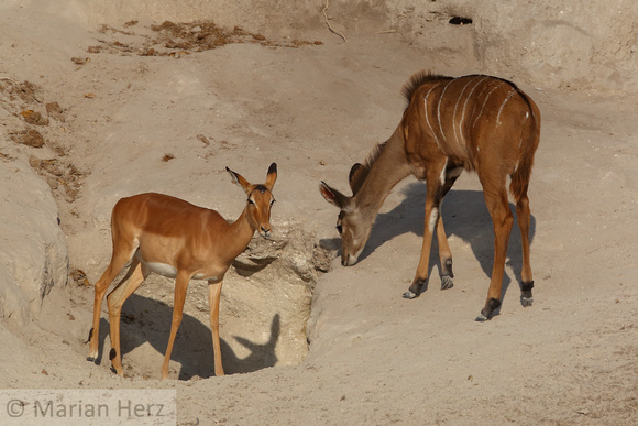370 cho Impala and Kudu at MIneral lick (2)