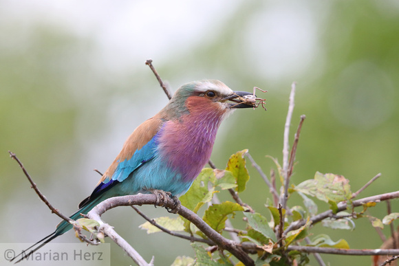 293Sav Lilac-breasted Roller (3)
