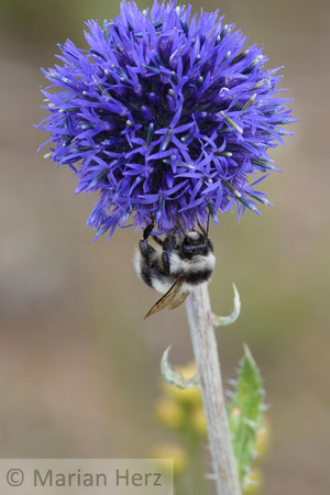 157Dad Globe Thistle and bee