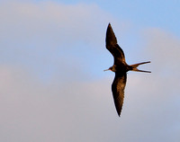 11TB Frigatebird