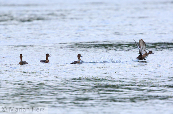 6Sew Greater Scaup