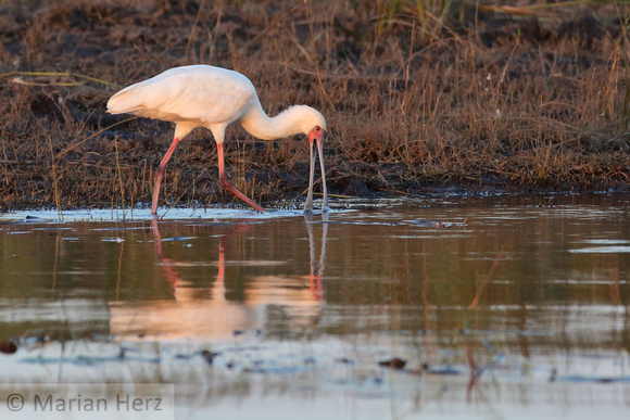 356Cho African Spoonbill (4)
