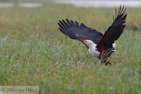 324Cho African Fish Eagle (2)
