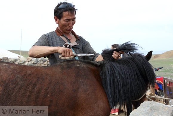 212GGur Horse Mane Shearing