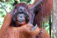 3Sem Bornean Orangutan (8)