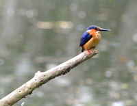 22Tana Kingfisher, Madagascar