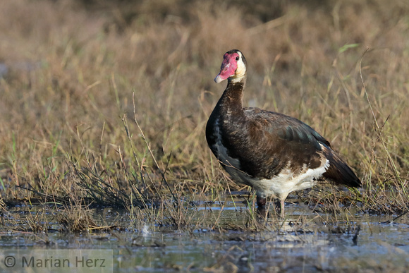381Cho Spur-winged Goose (1)