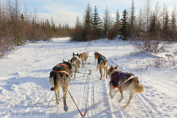 6Ch Dogsledding