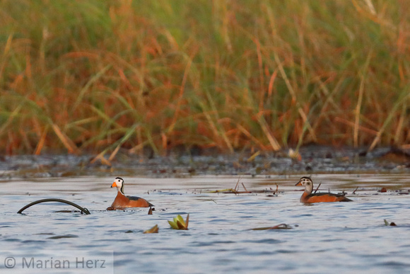 350Cho African Pygmy Goose (2)