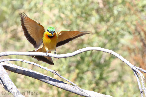 232Sav Little Bee-eater