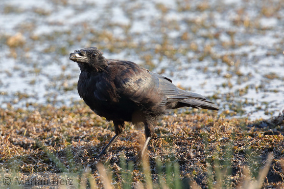 164Dad Common Raven