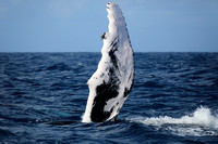 21SB Female Humpback Whale 5B (1)