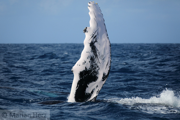 21SB Female Humpback Whale 5B (1)