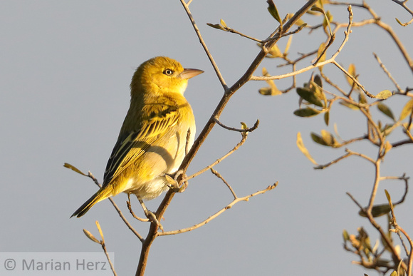 170Khw Southern Masked Weaver F (2)