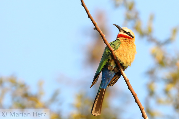 390Cho White-fronted Bee-eater (6)
