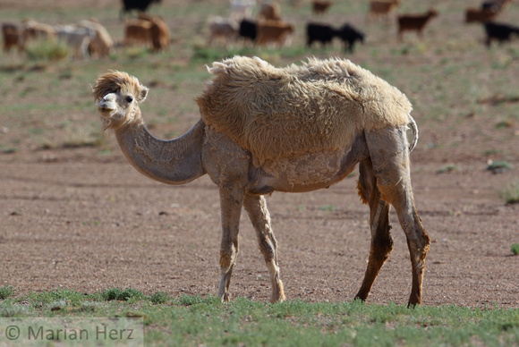 173GGur Camel