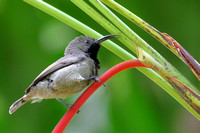 8Mah Seychelles Sunbird  (1)