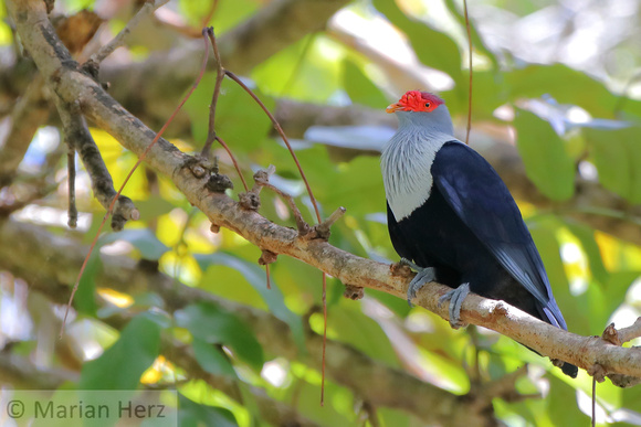 1Mah Seychelles Blue Pigeon