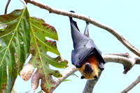 5Mah Seychelles Fruit Bat