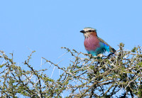 365Ser Lilac-breasted Roller