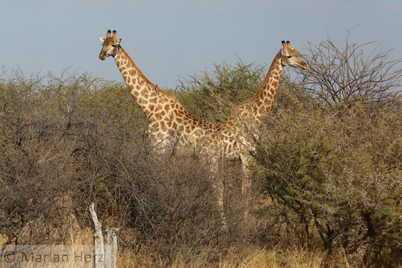 45Mor Giraffe (2)