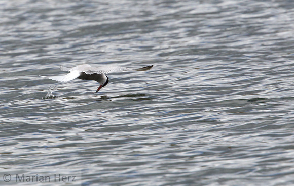 439Whi Common Tern