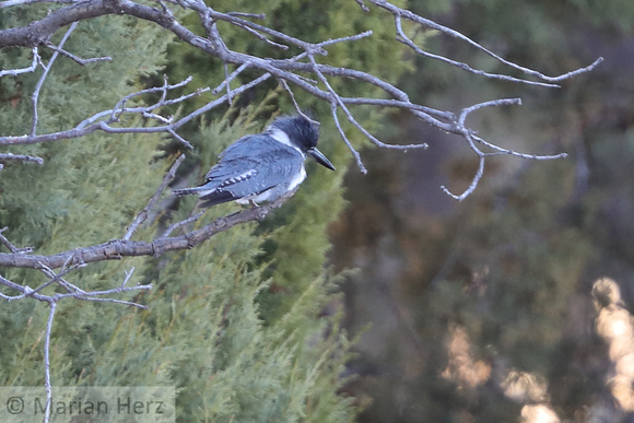65WL Belted Kingfisher (2)