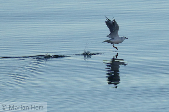 9 Brown hooded Gull Takeoff0004