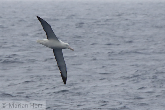 23D  SouthRoyal Albatross10003