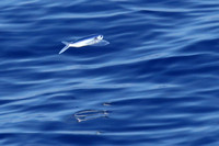 696Sea Flying Fish