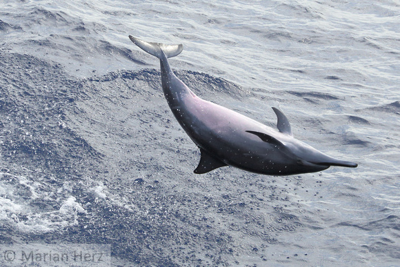 1044Sea Spinner Dolphin