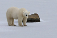 16Ch Polar Bear