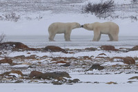 18Ch Polar Bears